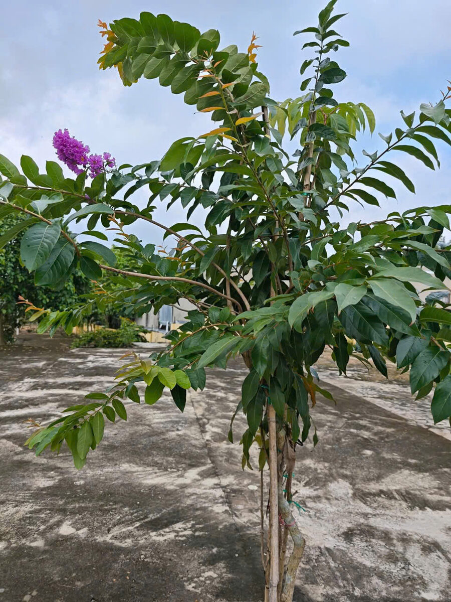 Cây bằng lăng tím trong khuôn viên