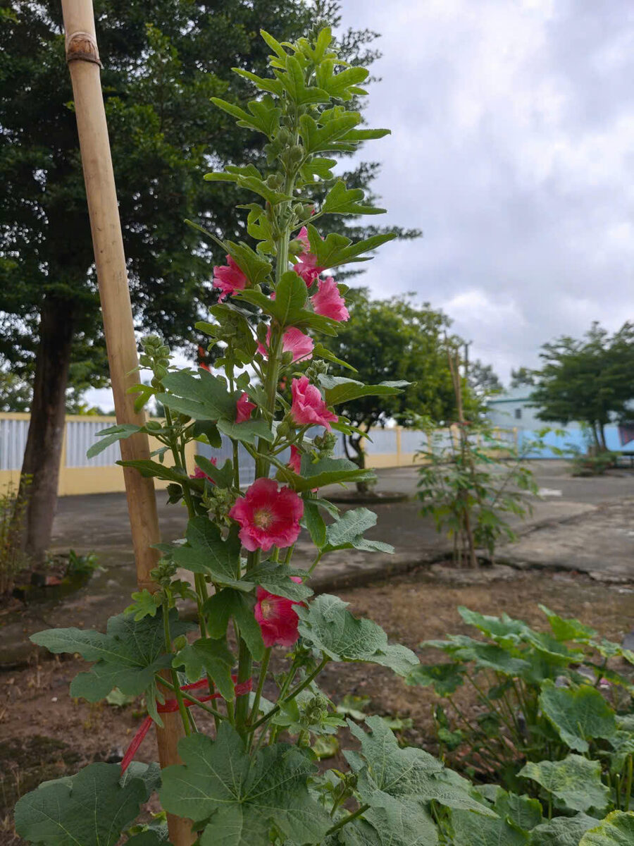 Hoa mãn đình hồng cận cảnh