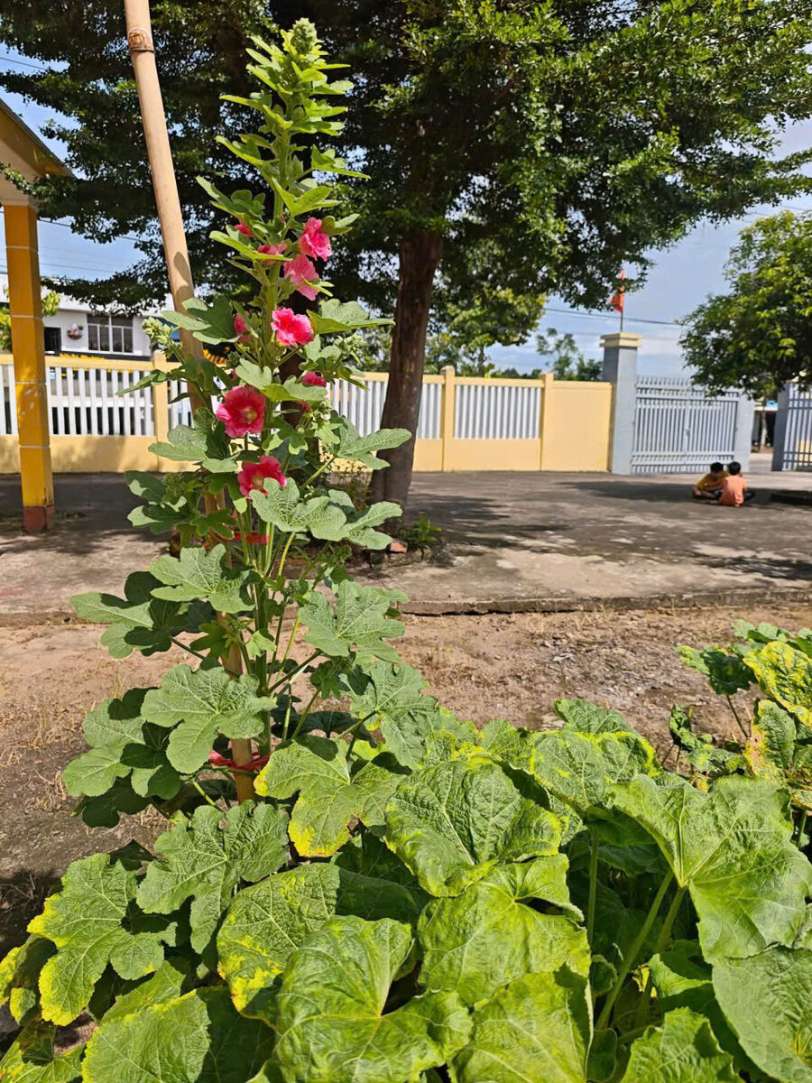 Vườn hoa mãn đình hồng