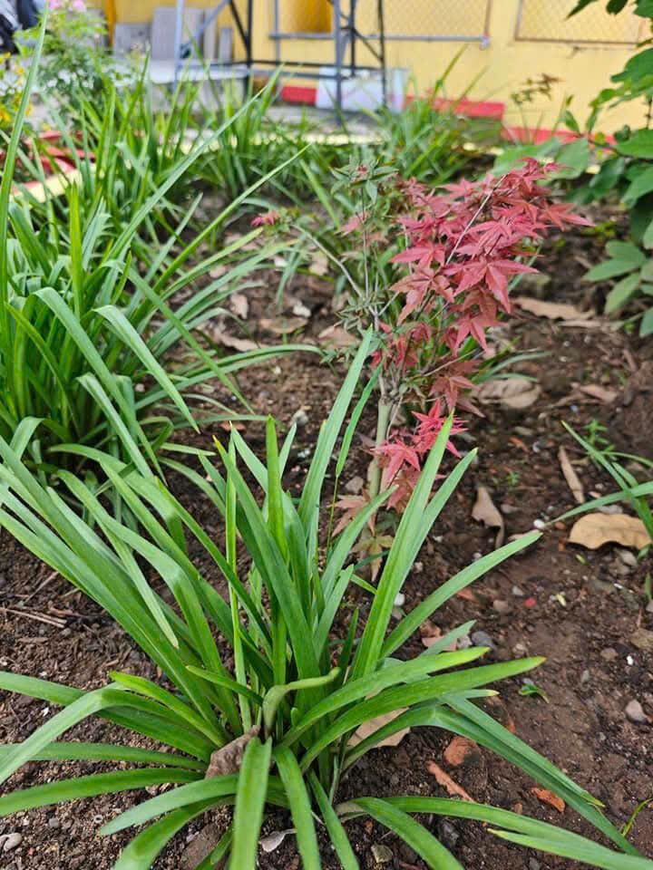 Vườn cây xanh trong khuôn viên miếu