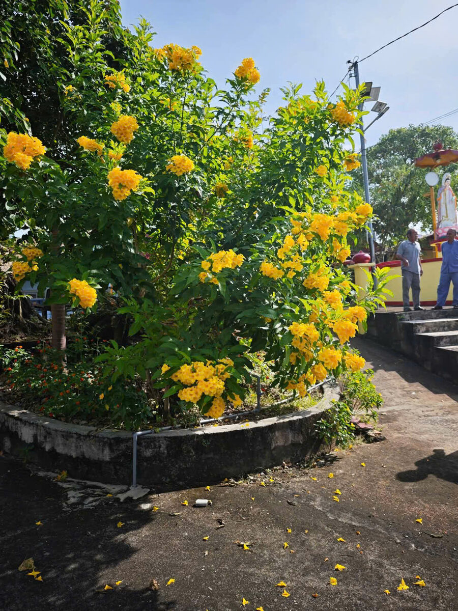 Hoa vàng lối vào miếu